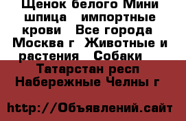 Щенок белого Мини шпица , импортные крови - Все города, Москва г. Животные и растения » Собаки   . Татарстан респ.,Набережные Челны г.